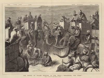 El Príncipe de Gales cazando en el Terai, midiendo el tigre de Samuel Edmund Waller